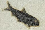 Multiple Fossil Fish (Diplomystus & Knightia) Plate - Wyoming #292364-3